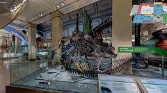 Smithsonian National Museum of Natural History. Sala dinozaurów 