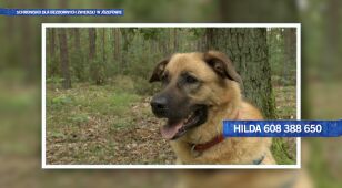 Hilda szuka domu