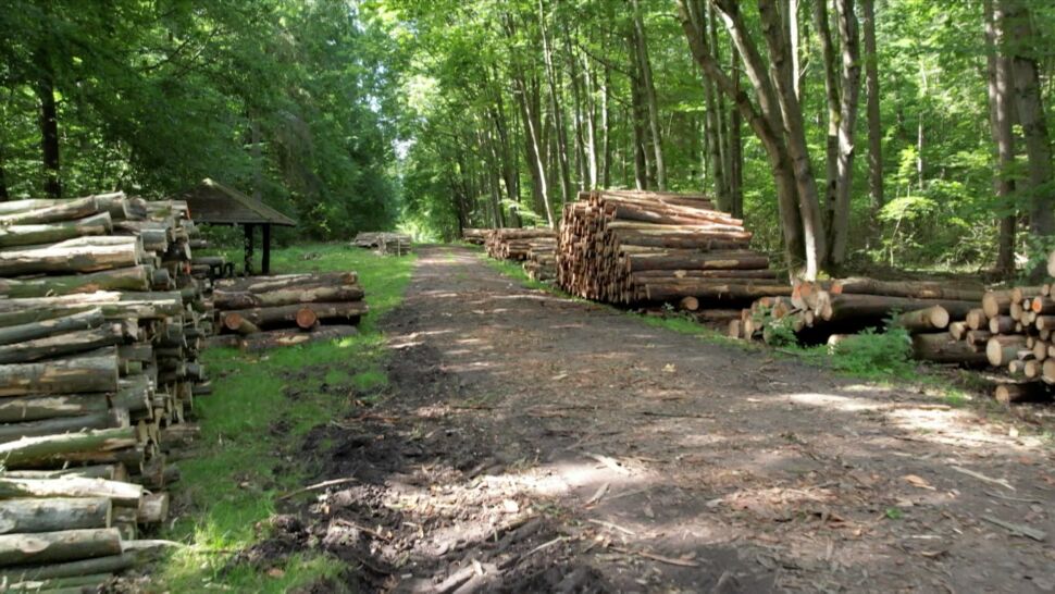Problemy z dostępnością drewna opałowego. "Leśniczowie już od wiosny zaczęli tworzyć kolejki zapisów"