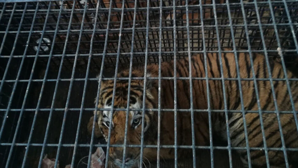 Tygrysy z granicy przekazane pod opiekę poznańskiego zoo