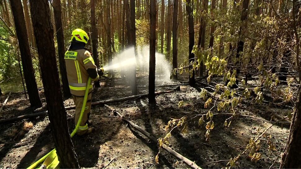 Liczne pożary w polskich lasach, jest znacznie gorzej niż w zeszłym roku. Winna susza