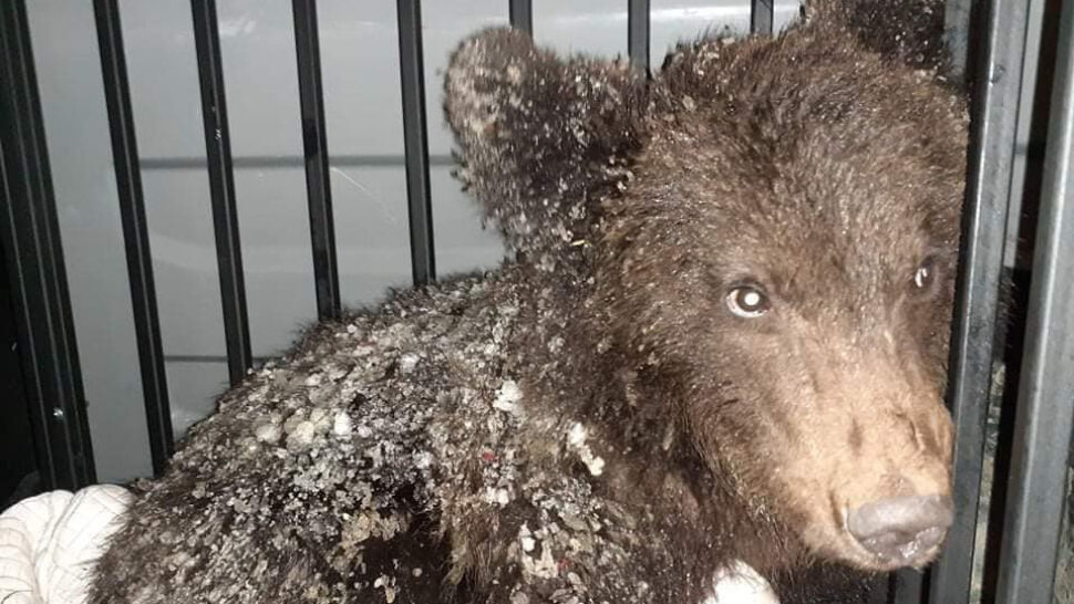 Bieszczady: mały chory niedźwiedź błąkał się koło wsi. Udało się mu pomóc